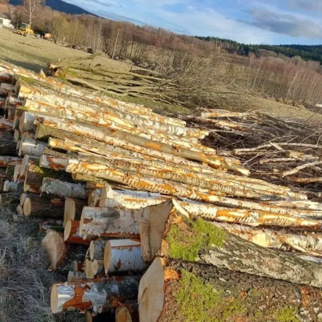 Troncos de abedul PEFC para transformación – 25 a 200 m³ apilados